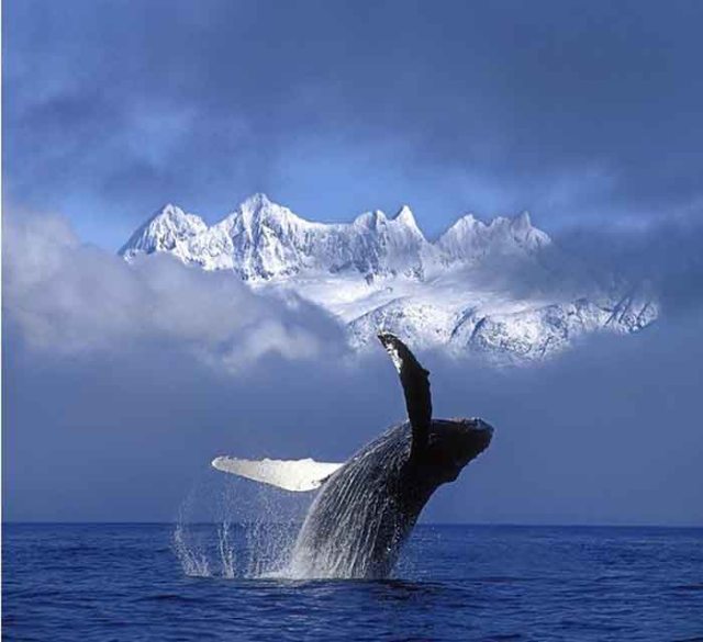 Joyeux noel baleine blanche 2